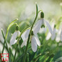 Snowdrop (Giant)