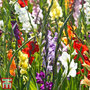 Gladiolus 'Giant Summer Collection'