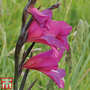 Gladiolus communis subsp. byzantinus