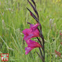 Gladiolus communis subsp. byzantinus