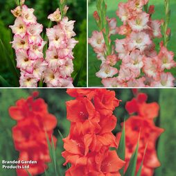 Gladioli Super Saver Collection