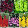 Gladioli 'Glamour' Collection