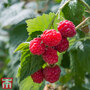 Raspberry 'Glen Ample' (Summer fruiting)