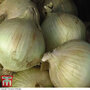 Onion 'Globo' - Seeds