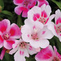 Clarkia 'Little Frills Mix' - Seeds