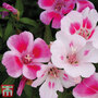 Clarkia 'Little Frills Mix' - Seeds