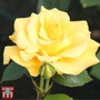 Rose 'Precious Gold' (Floribunda Rose)