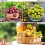 Gooseberry Giggles Collection