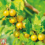 Gooseberry 'Giggles Gold'