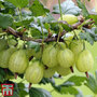 Gooseberry 'Giggles Green'