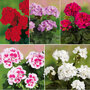 Geranium 'Grandeur®' Dark Collection