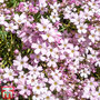 Gypsophila repens 'Rosea'