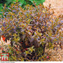Haloragis erecta 'Melton Bronze' - Seeds
