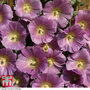 Hollyhock 'Halo Pink' - Seeds