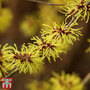 Hamamelis x intermedia 'Westerstede'