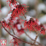 Hamamelis × intermedia 'Böhlje's Feuerzauber'