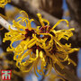 Hamamelis x intermedia 'Pallida'