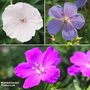 Hardy Geranium Trio