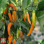 Chilli Pepper 'Havana Gold' - Seeds