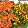 Bidens Hawaiian Flare Duo