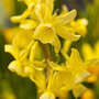 Narcissus 'Hawera'