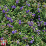 Hebe 'Blue Haze'