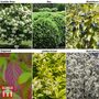 Hedging Saver Collection
