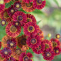 Helenium autumnale 'Red Shades'