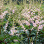 Astilbe 'Hennie Graafland'