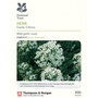 Chives (Chinese) (National Trust)