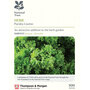Parsley 'Lisette' (National Trust)