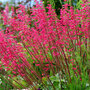 Heuchera 'Paris'