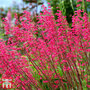 Heuchera 'Paris'