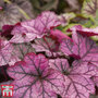 Heuchera 'Forever Purple'