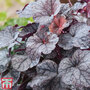 Heuchera 'Silver Scrolls'