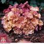 Heuchera 'Frilly'