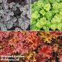 Heuchera Collection