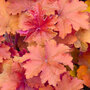 Heuchera 'Caramel'