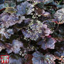 Heuchera 'Plum Pudding'