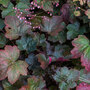 Heuchera 'Rachel'