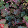 Heuchera 'Rachel'