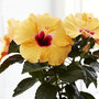 Hibiscus rosa-sinensis 'Hibisqs Apricot'