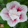 Hibiscus 'Starburst Chiffon'