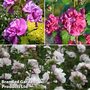 Hibiscus syriacus 'French Cabaret Trio'