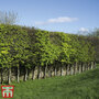 Hornbeam (Hedging)