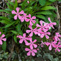 Silene caroliniana 'Hot Pink' - Seeds