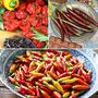 Chilli Pepper Hot Collection
