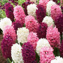 Hyacinth 'Pretty in Pink' Mix