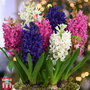 Hyacinth 'Pagoda Mix'