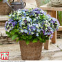 Hydrangea macrophylla 'Lady Mata Hari Blue' (Royalty Collection)